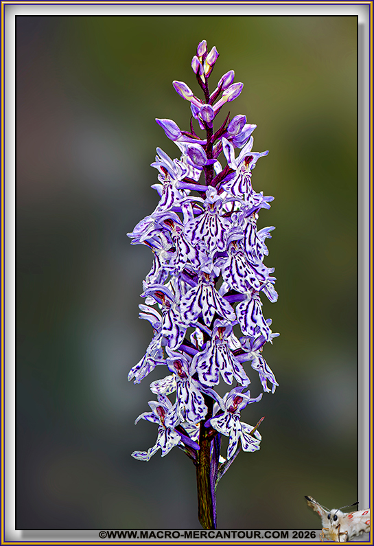 Orchis tachet&eacute;